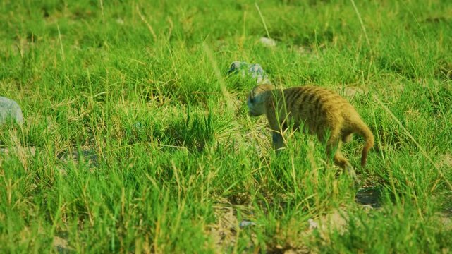 Meerkat or suricate (Suricata suricatta) at Mountain Zebra National Park, Eastern Cape, South Africa. 