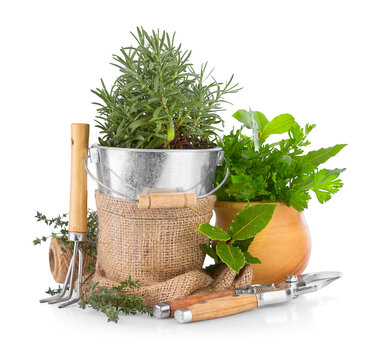 Fresh green herbs growing with garden tools. Rosemary plant in the metallic bucket. Flowering and herb growing composition. Isolated on white background.