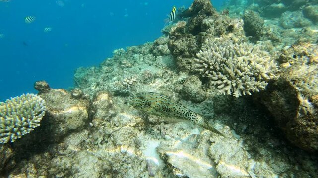 Aluterus scriptus, commonly known as scrawled filefish, broomtail filefish or scribbled leatherjacket, is a marine fish belonging to the family Monacanthidae. This species has a circumtropical distrib