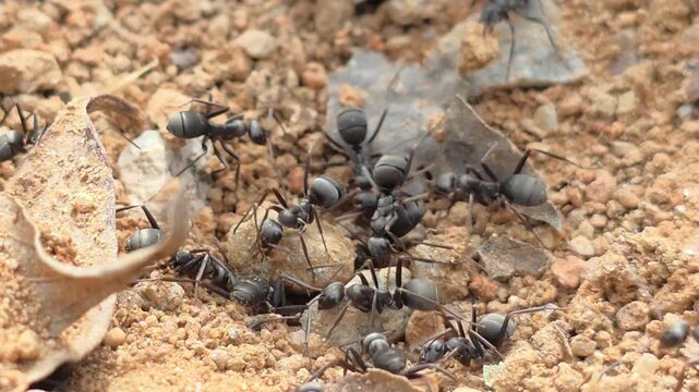 
Teamwork of Ants: Busy ants repairing and rebuilding a collapsed nest entrance #002


