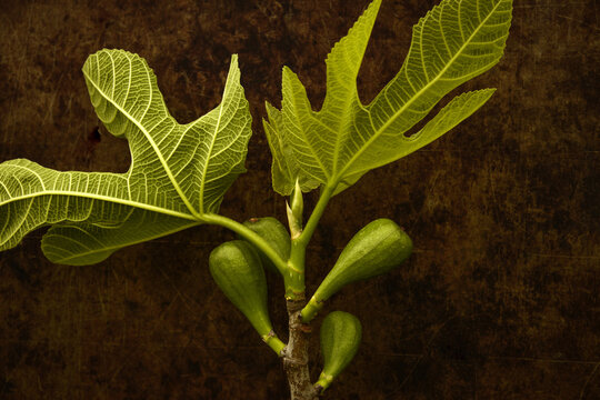 gros plan sur jeunes  feuilles  et pousses de figuier , et figues en devenir ,feuilles nervur&eacute;es , palm&eacute;es , bienfaits , sant&eacute; , infusion , cuisine ,fra&icirc;ches , s&eacute;ch&eacute;es 