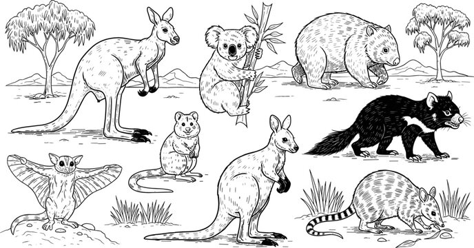 Australian Wildlife Animals Illustration Set with Kangaroo, Koala, Wombat, and Other Native Creatures in the Outback