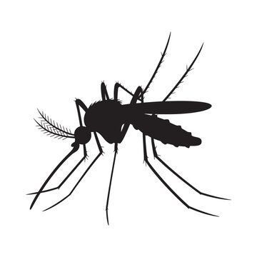 A detailed silhouette of a mosquito showcasing its slender body and delicate wings