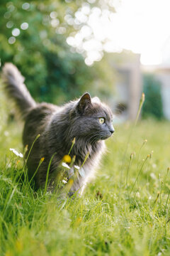 Curious gray cat standing beside green bush