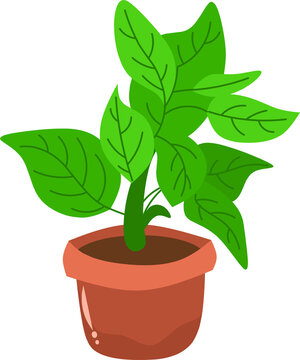 Wide green leaf flowers planted in pots 
