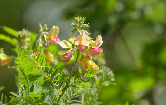 Tephrosia virginiana, or goat-rue, with its bi-colored pink and yellow flowers in spring sun