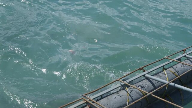 Bronze Whaler Sharks Feeding During Cage Dive in Gansbaai, Marine Wildlife and Shark Activity in Western Cape South Africa