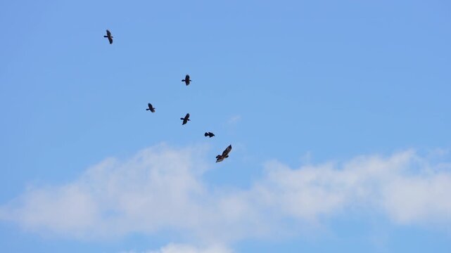 Golden Eagle being chased off by Ravens through the sky in slow motion.