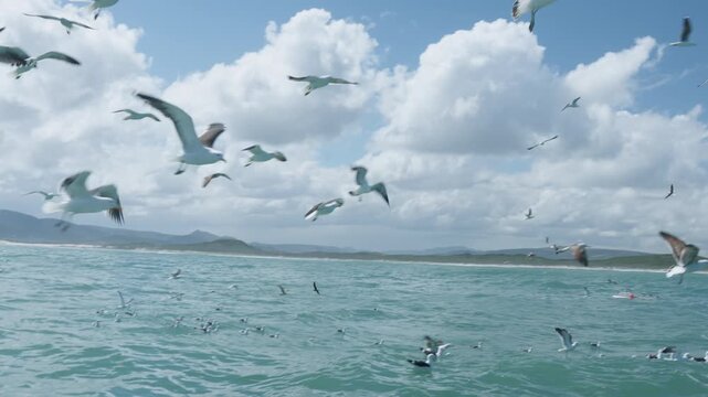 Seagulls Flying Above Atlantic Ocean During Shark Cage Dive, Birds Scavenging Near Boat in Gansbaai South Africa