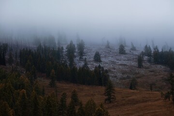 Naklejka premium Atmospheric mountain forest covered in thick fog and light snow during autumn. Moody natural background for environment, weather, and wilderness conservation themes.