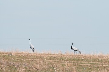 Fototapeta premium Two demoiselle cranes standing on a dry grassy hill in Almaty region, Kazakhstan. Minimalist wildlife background for nature conservation, birdwatching, and environmental education.
