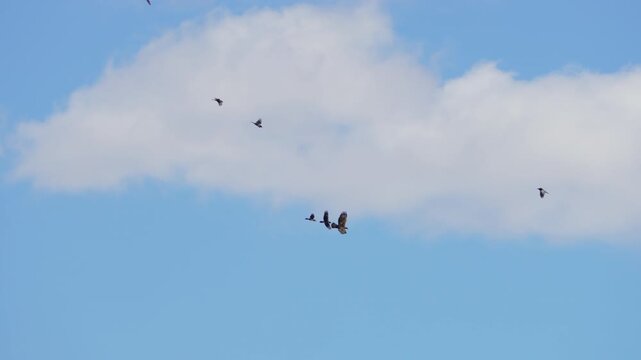 Golden Eagle flying away from Ravens attacking it in slow motion.