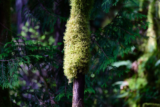 Drenched in Green