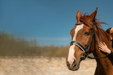 Fototapeta premium horse in bridle squints in the sun and woman hand strokes its neck on farm