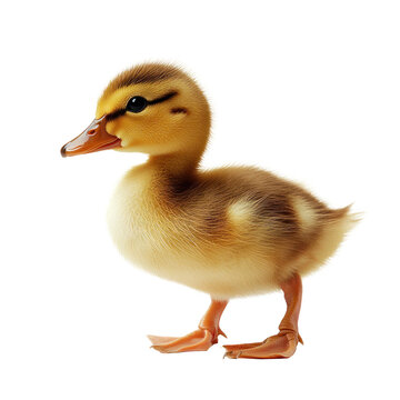 A cute baby duckling with a white background.