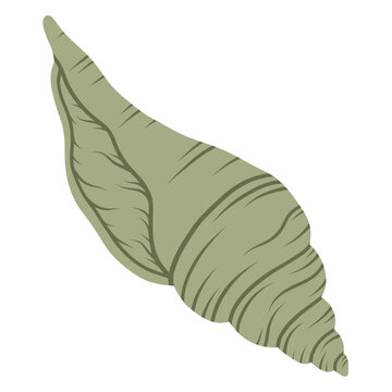 Spider conch shell. Tropical ocean aquatic decoration. 