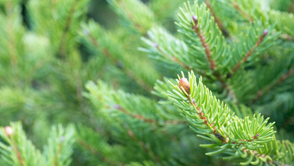 Fototapeta premium Fresh green spruce branch with new growth – nature background