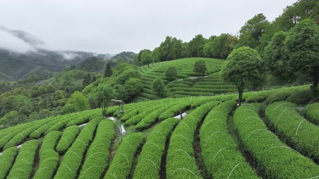 Misty mountain terraced tea garden with lush green rows and layered hills in early morning