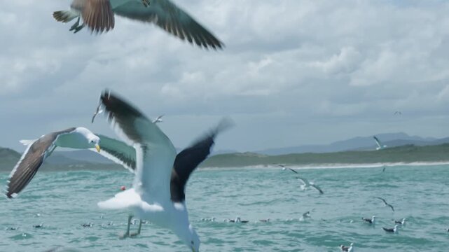 Seagulls Flying Above Atlantic Ocean During Shark Cage Dive, Birds Scavenging Near Boat in Gansbaai South Africa