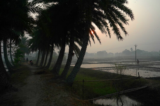 Sunrise view of a rural path lined with date palms amidst misty agricultural fields in Bengal