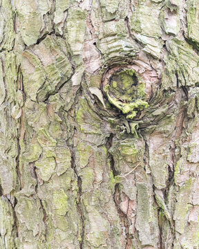 Pinus densiflora bark with knot &ndash; botanical trunk texture close-up