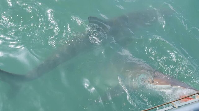 Bronze Whaler Sharks Feeding During Cage Dive in Gansbaai, Marine Wildlife and Shark Activity in Western Cape South Africa