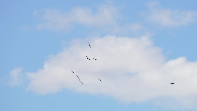 Ravens chasing a Golden Eagle through the sky as they attack it.
