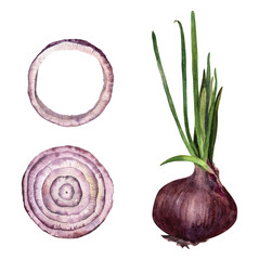 Red onion bulb with green shoots and sliced rings watercolor illustration. Botanical style showing whole vegetable and cross sections. For cooking, ingredients, menu, packaging, food design. © _Julia_red
