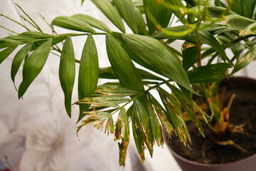 Dry leaves of a domestic ornamental palm tree, poor condition of the plant. Fungus on leaves and branches. Poor care of the date palm. Concept: flower disease © Ирина Старикова