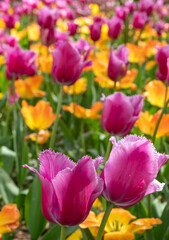 Obraz premium Colourful tulips, photographed in springtime at Victoria Embankment Gardens on the bank of the River Thames in central London, UK.