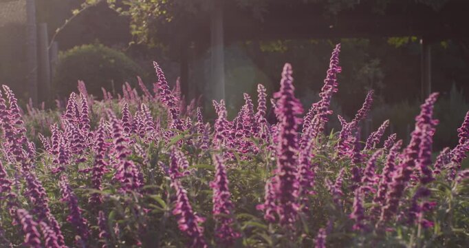 Low sun is backlighting dense purple spike flowers in garden bed while breeze is swaying stems