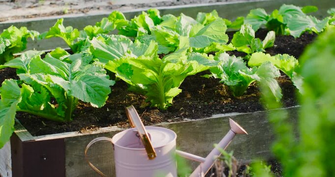 Camera is panning right showing watering can as leafy greens are swaying revealing raised bed path
