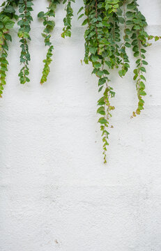 Botanical background with green vine hanging on white textured wall