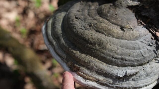 Sensory experience. Woman's hand touched Tinder Fungus in the forest. Tactile interaction with natural, organic materials. Help from digital fatigue.