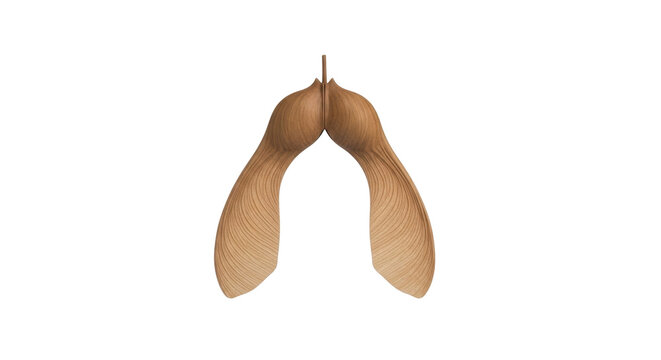Natural maple seed wing with detailed wood grain