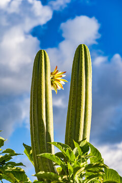 Blooming San Pedro cactus under a blue andean sky in Cusco, Peru