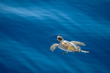 young juvenile sea turtle caretta caretta on sea surface with parasites © Andrea Izzotti