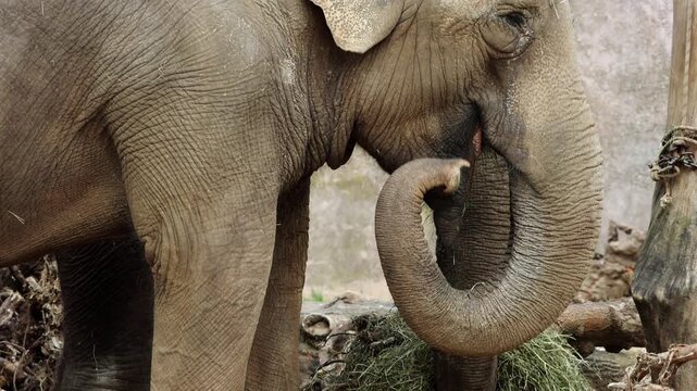 Asian elephant collects grass and hay with its trunk inside, surrounded by wooden logs and a textured wall