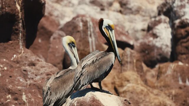 Two brown pelicans resting on coastal rocks by the ocean, standing close together in bright sunlight, calmly observing waves and surroundings, peaceful seaside wildlife scene on rugged shoreline