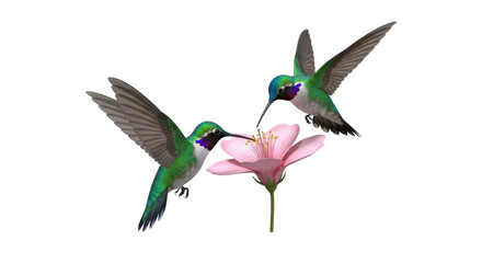Fototapeta premium Two Hummingbirds Feeding on Pink Flower