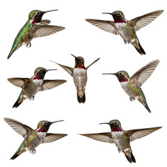 Fototapeta premium A collection of hummingbirds in mid-flight with vibrant plumage patterns