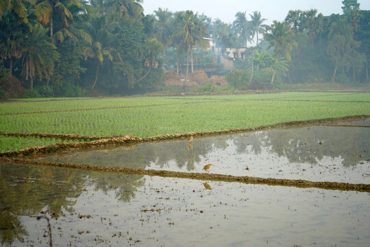 Indian pond herons foraging in a flooded paddy field in rural Bengal