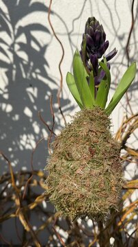 A blooming hyacinth arranged in Japanese kokedama gardening technique. Kokedama "moss ball" in which the plant's root ball is wrapped in mud and moss, and suspended by rope, vertical video.