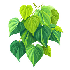Minimalist 2D vector icon representation of a Heartleaf Philodendron, displayed on a pure white background © Alex