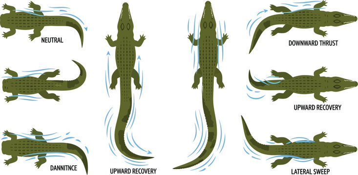 Alligators display their unique swimming mechanics through a series of top-down anatomical movement diagrams.