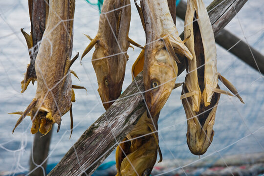 NORWEGIAN DRIED COD FISH HANGING ON WOODEN RACKS OUTDOORS FOR NATURAL PRESERVATION. TRADITIONAL NORWEGIAN STOCKFISH PROCESS WITH SEAFOOD, DRYING, FISHING, MARINE, COASTAL, FOOD, CULTURE, INDUSTRY
