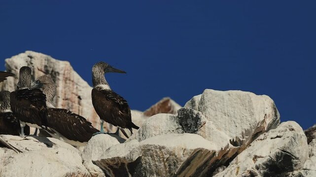 Flock of blue-footed boobies gathering on coastal rocks by the ocean, interacting in small groups, hopping between stones and flying under bright daylight, vibrant wildlife behavior in natural habitat