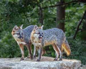 Obraz premium A pair of mated Gray Foxes