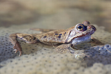 Ein Grasfrosch sitzt im Wasser eines Teichs auf Froschlaich