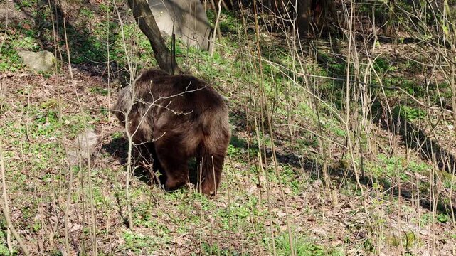 Brown bear searches for food in a forested environment, navigating through underbrush and grass with trees and rocks in the background